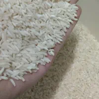 برنج  درشت هاشمی .نیم دانه هاشمی .ریزه هاشمی|خوردنی و آشامیدنی|رشت, جانبازان|دیوار