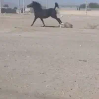 فروش اسب عرب زیر قیمت