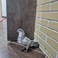 کبوتر|پرنده|سیرجان, |دیوار