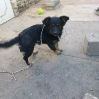 سگ پا کوتاه|سگ|مشهد, تبادکان|دیوار