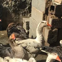 غاز  درجه  یک  درشت