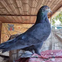 کبوترا|پرنده|جیرفت, |دیوار