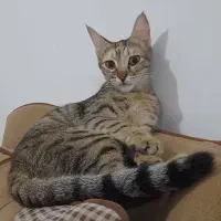 واگذاری گربه ماده ۱ ساله