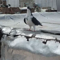 خوشرنگ مشهدی نرپرنده