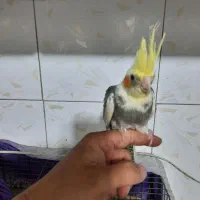 جوجه عروس هلندی|پرنده|قلعه نو, |دیوار