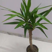 یوکای مقاوم فقط ۳۴۰|گل و گیاه طبیعی|اصفهان, سرچشمه|دیوار