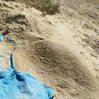 کاه عدس به فروش میرسد
