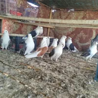 کبوتر دوکت|پرنده|نقده, |دیوار