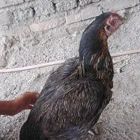 ماکیان لاری