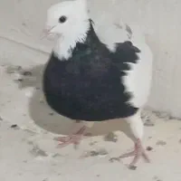 کلفه بالا