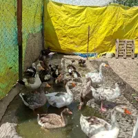 غاز و مرغ  و اردک