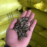 تخمه دورسفید t۶