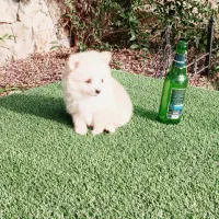 سگ پامر خرسی سایز ریز توله سفید (پامرانین)|سگ|قائمشهر, |دیوار