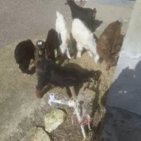 باسلام 7عدد بزغاله خرج خور 6عددنر1عددماده