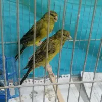 فروش یه جفت قناری سبز چمنی یکدست