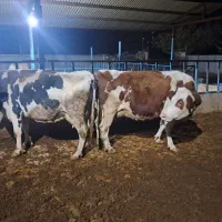 گاو ابستن|حیوانات مزرعه|اقبالیه, |دیوار