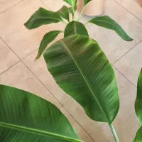 نهال موز|گل و گیاه طبیعی|کیش, |دیوار