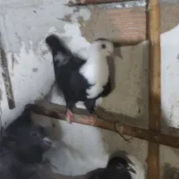 ساده افشان.کربلای.سار|پرنده|گالیکش, |دیوار