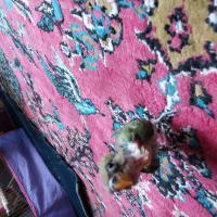 طوطی کوتوله سرلاکی|پرنده|کرمان, |دیوار