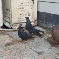 جفت زاغ و یه نر سرکه ایی|پرنده|رامهرمز, |دیوار