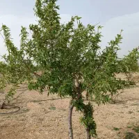 باغ-قنوات-قطعه-3