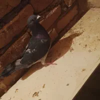 کبوتر پولکی|پرنده|زاوه, |دیوار