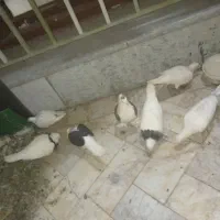 کفتر رنگه مفت تقدیم عشقبازان