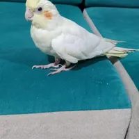 پرنده