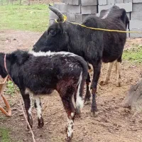 گاو گوساله ماده|حیوانات مزرعه|رشت, حافظ آباد|دیوار