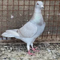 پلاکی الماسی