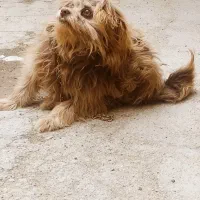 واگذاری سگ|سگ|شیروان (خراسان), |دیوار