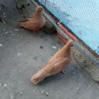 کبوتر لیمویی