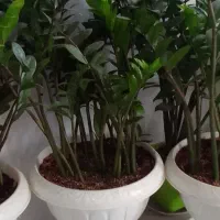 زاموفیلیا بزرگ