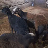 بره نر