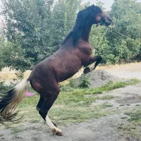 اسب|اسب و تجهیزات اسب‌سواری|سیلوانه, |دیوار