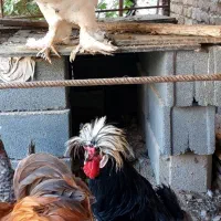 دو عدد خروس نژاد سلطان و لهستانی