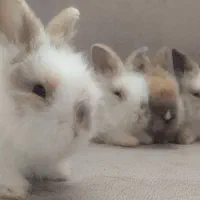 بچه خرگوش لوپ اصل