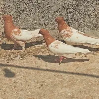 پرنده کله زرد نروماده|پرنده|شیراز, نصر|دیوار