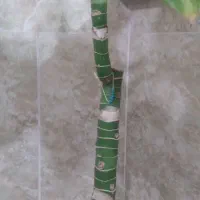 گل طبیعی|گل و گیاه طبیعی|قم, شهید صیاد شیرازی|دیوار