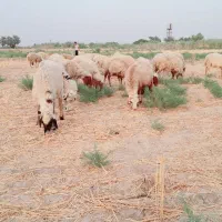 گوسفند برای فروش|حیوانات مزرعه|اهواز, الهائی|دیوار