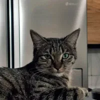 واگذاری رایگان گربه DSH با تمام وسایل