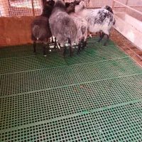 قوچ  وبره قوچ های رومانف|حیوانات مزرعه|شهریار, شهریار|دیوار