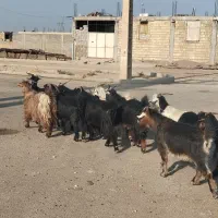 ۹عدد بز چاق هم برای گشت خوبه هم برای داشت
