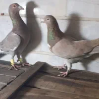 یجفت هفترنگ