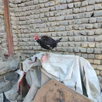 خروس گلین|حیوانات مزرعه|معصومیه, |دیوار