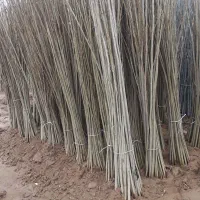 سنوبر قلمه شاخه ریشه دار بدون ریشه برای کاشت|گل و گیاه طبیعی|میاندوآب, |دیوار