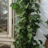 گل های آپارتمانی زیبا|گل و گیاه طبیعی|پاکدشت, پاکدشت (مامازند)|دیوار