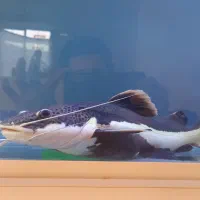 ماهی آکواریوم رِد تِیل|ماهی|صومعهسرا, |دیوار