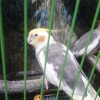 دو طوطی عروس نر