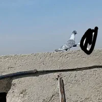 سرخ وموشی